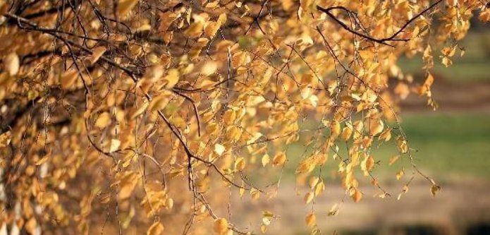 三秋指的是什么