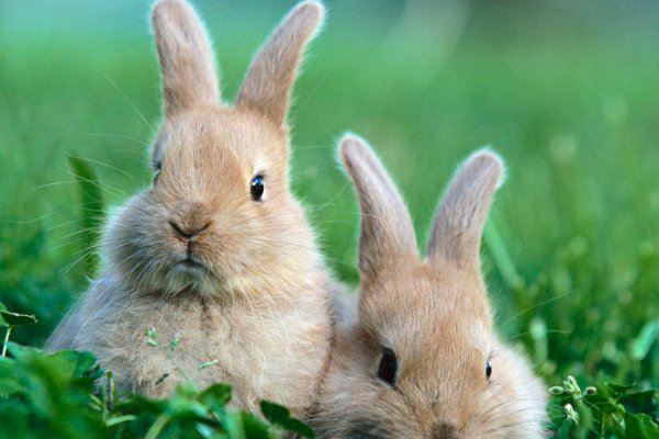 rabbits英语怎么读