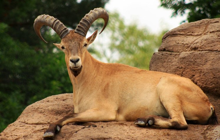 满坐寂然什么动物
