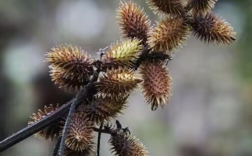 苍耳是什么意思