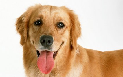 狗嘴吐不出象牙是什么意思？出处是哪里？