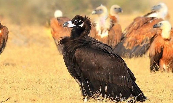 什么动物吃狮子