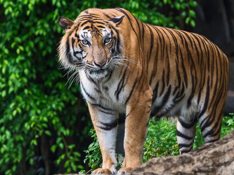 五福生肖是哪5个动物