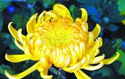 不是花中偏爱菊，此花开尽更无花，是什么意思？