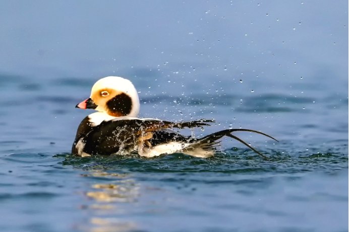 抖落是什么意思