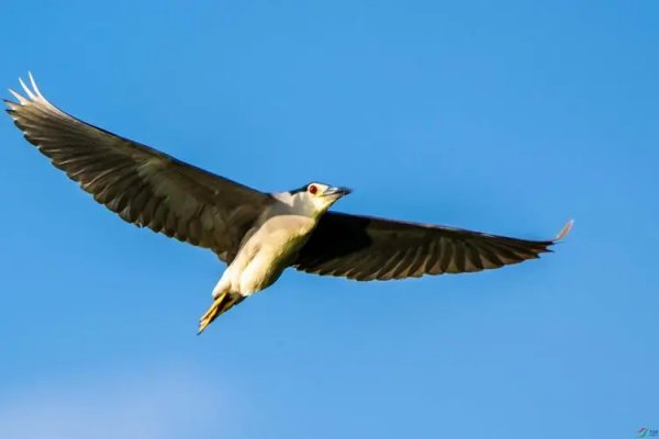 翊读音是什么？