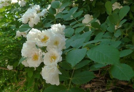 白蔷薇的寓意和花语