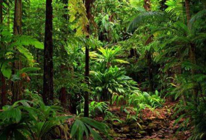 rainforest热带雨林英语为啥加s