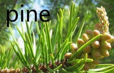 pine是什么意思英语