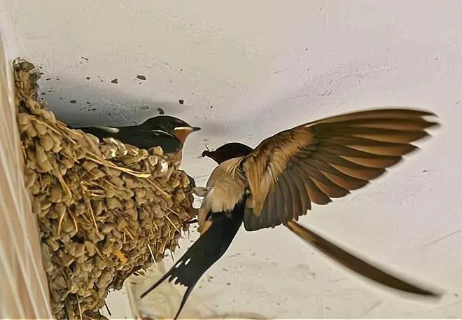 什么是“皮燕子”？