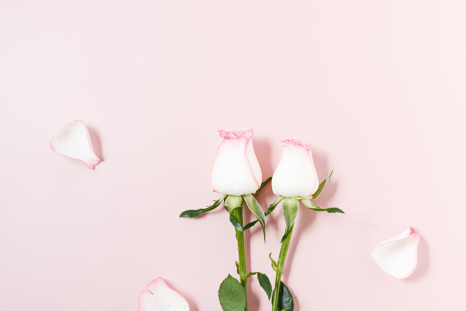 1一100送花的含义