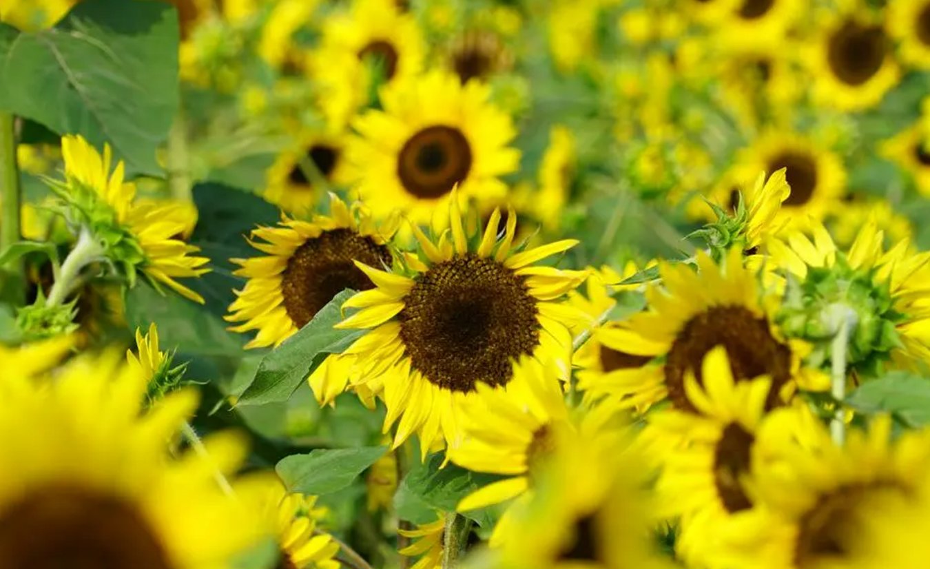 好看用英语怎么说