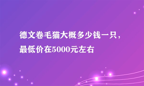 德文卷毛猫大概多少钱一只，最低价在5000元左右