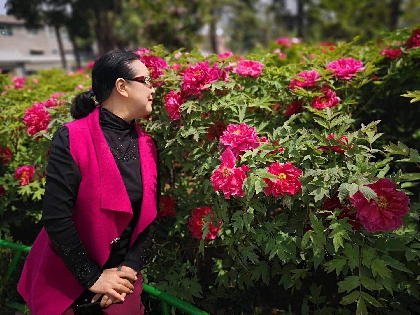 何人不爱牡丹花作者