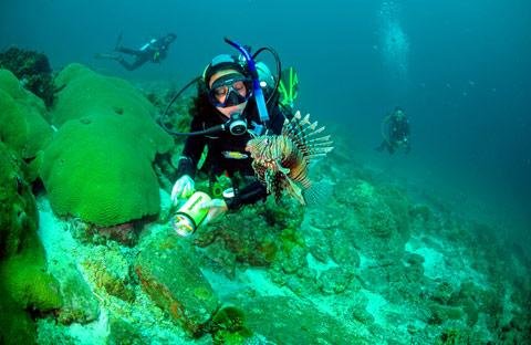 会进行“夏眠”的海洋动物是什么？这种生物的生长习性是怎样的？