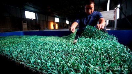 家里放一物绝对没蜈蚣