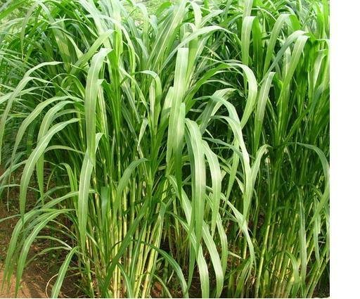 甜象草和皇竹草有什么不同？