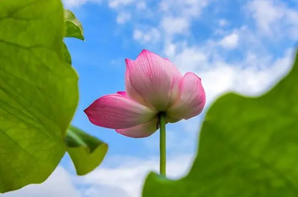 不摇碧莲是什么意思