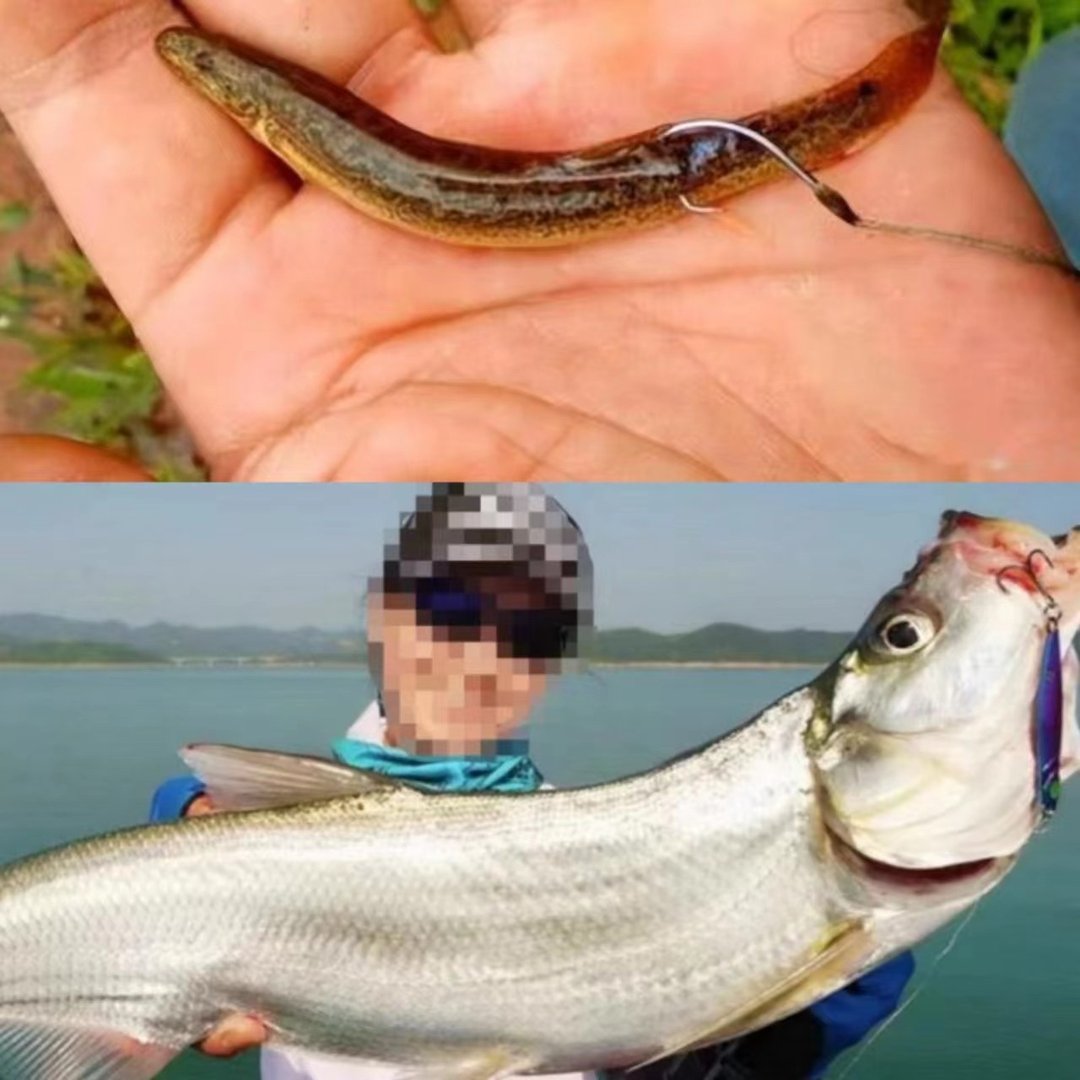 用活泥鳅钓鱼，为何会判刑？你能理解吗？