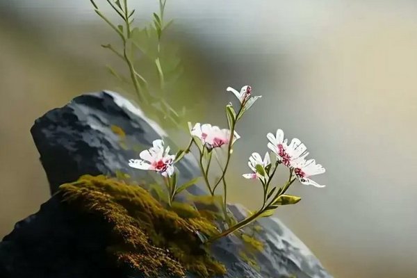 一草一木一春秋的意思