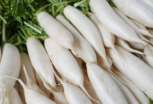 哪种白萝卜口感最佳蚂蚁庄园