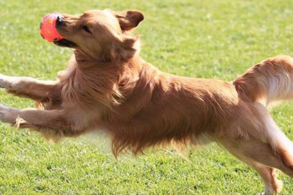 梦见狗的七大预兆