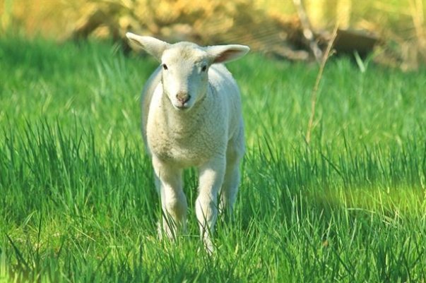 明日黄花指什么动物