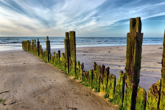 d- day是什么意思啊？