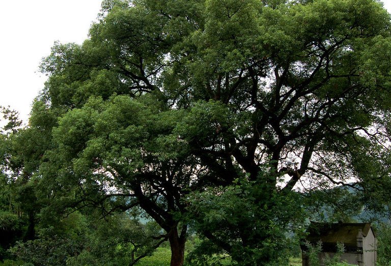 香樟树有什么特点