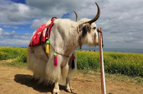 牦牛肉和普通牛肉的区别