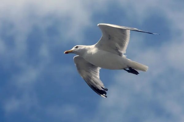 翊读音是什么？