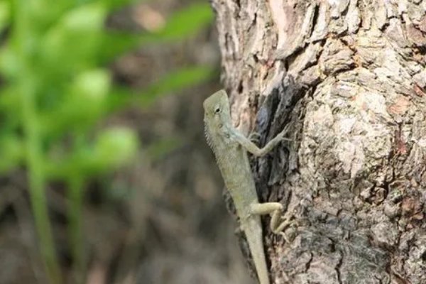 大惊小怪的意思是什么