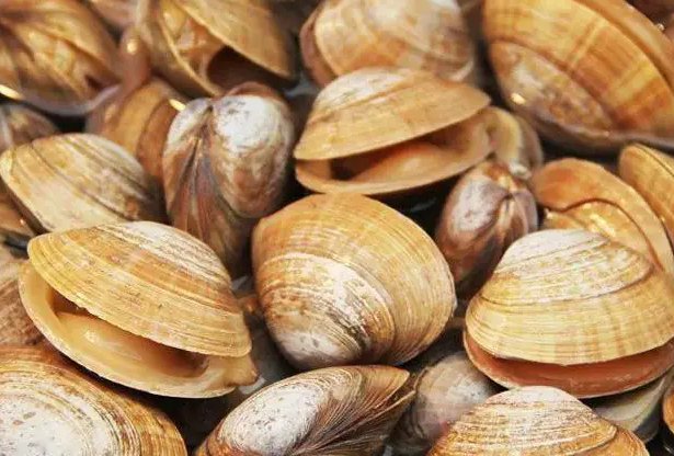 嘎啦是什么海鲜