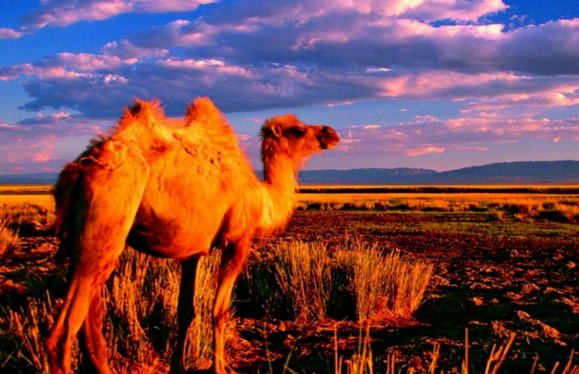 骆驼眼睫毛的作用？