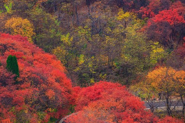层林尽染的意思