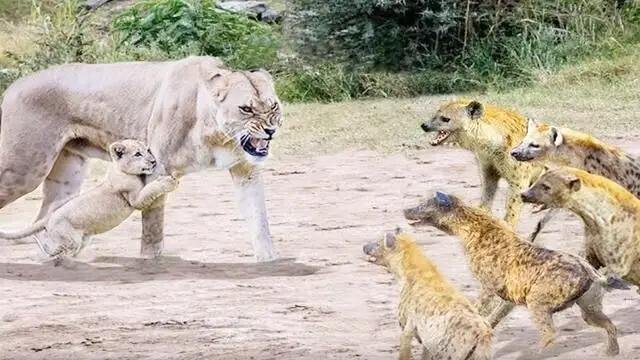 护犊子是啥意思