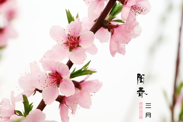 阳春三月下一句接什么