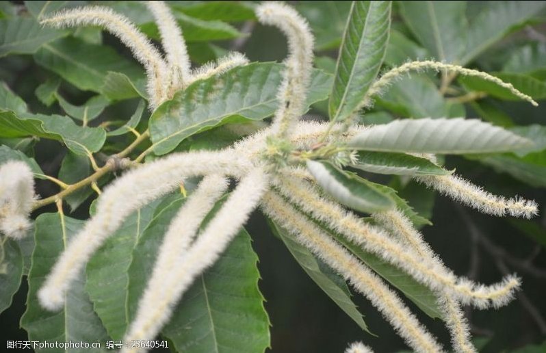 柔荑花序的树种有哪些？