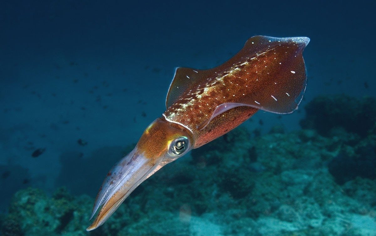 乌贼是四维生物吗？