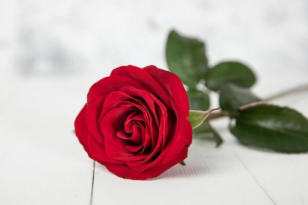 美国的国花是什么花