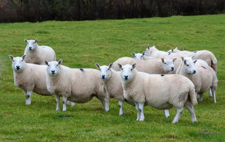 一马当先是什么生肖?