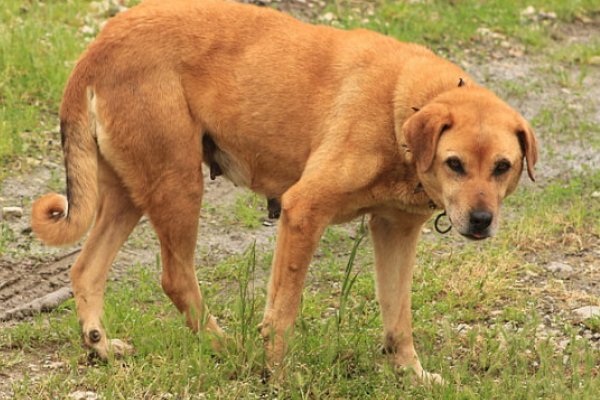 梦见狗的七大预兆