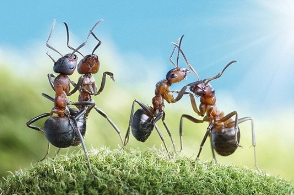 蚂蚁为什么要搬家