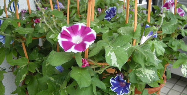 朝颜和夕颜分别是什么花？