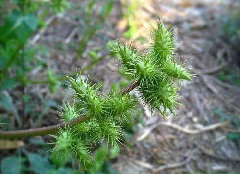 苍耳是什么意思