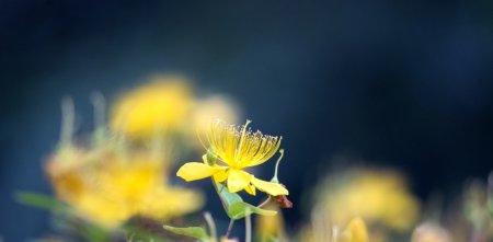 芬芳馥郁的意思