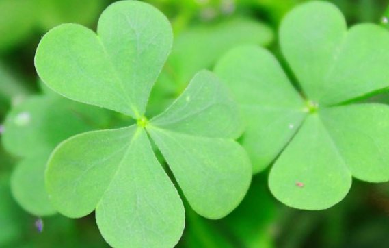 四叶草和三叶草的区别是什么？