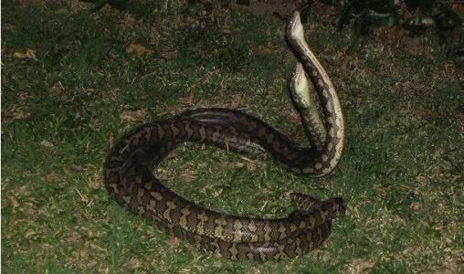 蛇一般在几月交配?