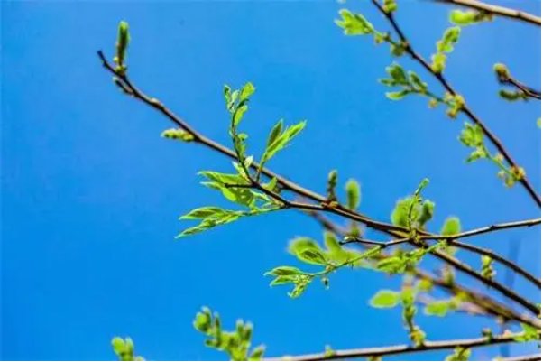 《春》的现代诗