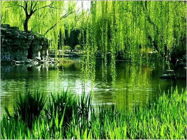 有心栽花花不开，无心栽柳柳成荫什么意思